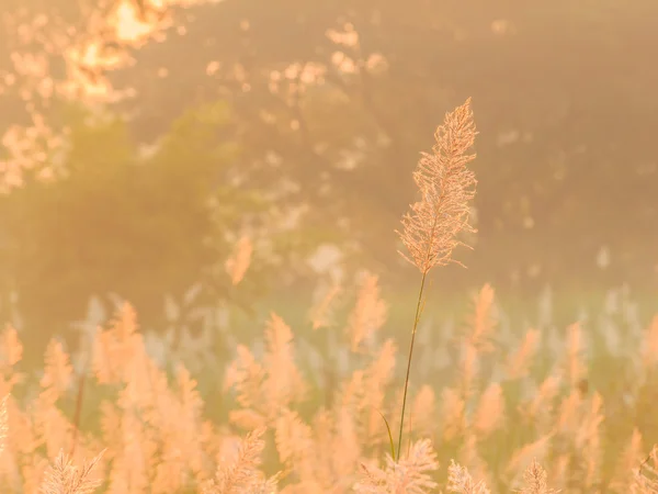 Reed grass closeup on foggy morning — Stock Photo, Image