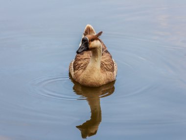 bir su birikintisi kaz
