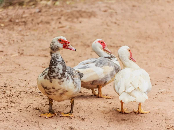 Domestic ducks flock on the walk — Stock Photo, Image