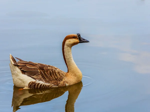 Gås i en damm — Stockfoto