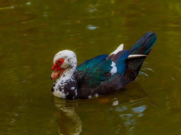 Duck in the pool — Stock Photo, Image