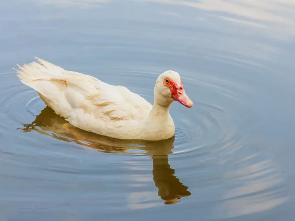 Eend in het zwembad — Stockfoto