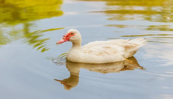 Duck in the pool — Stock Photo, Image