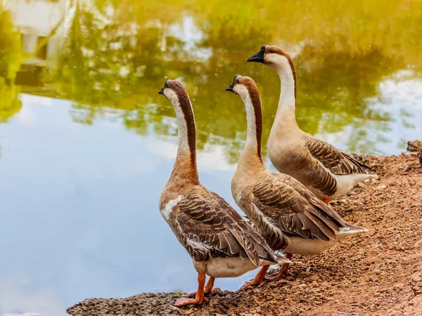 Goose  in a pond — Stock Photo, Image