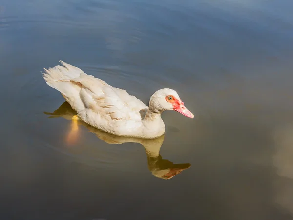 Duck in the pool — Stock Photo, Image