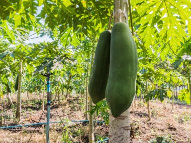 ağaç üzerinde taze papaya