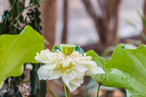 Flor de lótus em flor — Fotografia de Stock