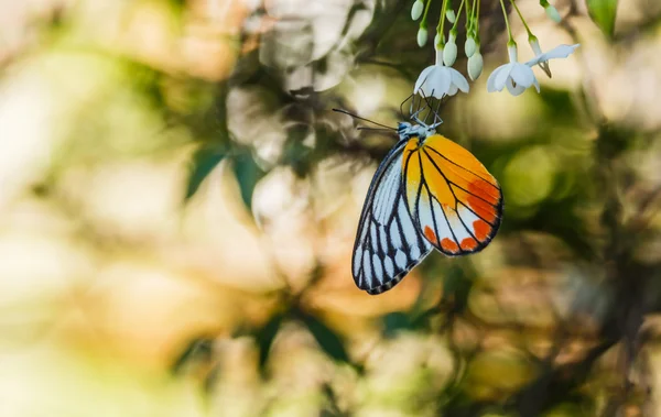 Papillon sur fleur — Photo