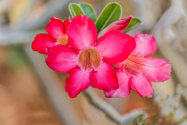 Rózsaszín Desert Rose vagy Impala Lily vagy ál Azalea virág — Stock Fotó