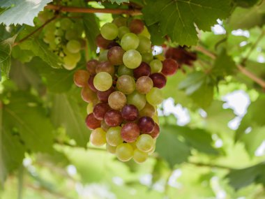 Asma üzümlü, yeşil yapraklı.