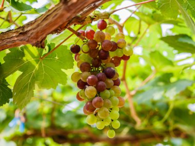 Asma üzümlü, yeşil yapraklı.