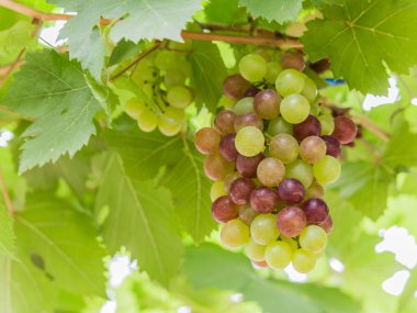 Asma üzümlü, yeşil yapraklı.