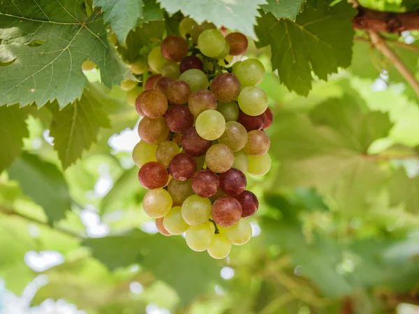 Ramo de uvas en la vid con hojas verdes — Foto de Stock