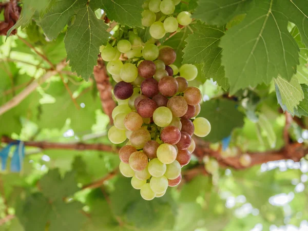 Ramo de uvas en la vid con hojas verdes — Foto de Stock