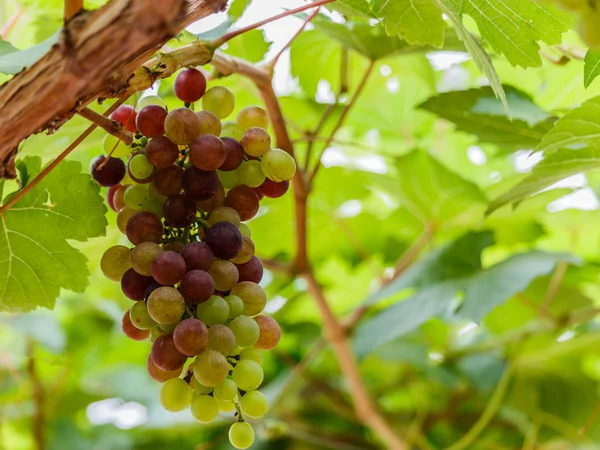 Ramo de uvas en la vid con hojas verdes — Foto de Stock