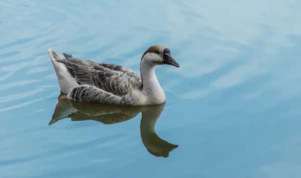 Goose in the pond — Stock Photo, Image