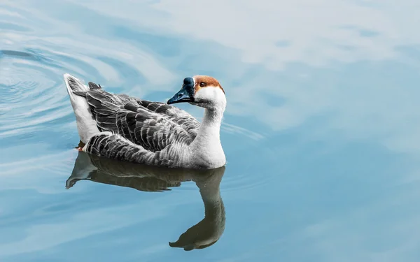 Goose in the pond — Stock Photo, Image