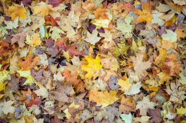 Sarı akçaağaç yaprakları gökyüzüne karşı. Güzel sonbahar doğa arka planı. Seçici odak
