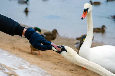 Beyaz kuğu bir insanın elinden ekmek yiyor, diğeri ise kıskanıyor. Kıskançlık kavramı