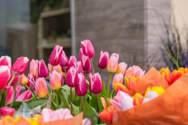 Tatil için ilkbaharda çiçek almak. Çiçeklerin, lalelerin maliyeti. Çiçekçide satılık bir kovada farklı renkte laleler..