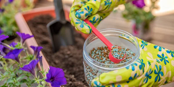 Fertilizante para flores. Close-up de uma mão de jardineiros em uma luva fertilizando flores na rua. O processo de plantação de flores em vasos no terraço — Fotografia de Stock