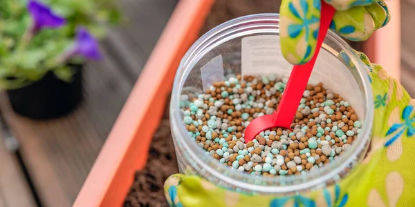 Fertilizante para flores. Primer plano de un jardinero mano en un guante fertilizando flores en la calle. El proceso de plantación de flores en macetas en la terraza — Foto de Stock