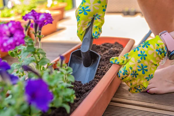 Plantar flores. Jardineiros mãos plantar flores em um pote de solo em um recipiente no terraço, varanda, jardim. Conceito de jardinagem. — Fotografia de Stock