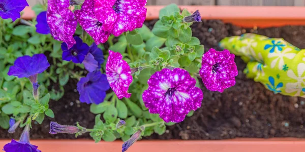 Close-up de mãos femininas plantando uma flor roxa em um vaso de flores. O jardineiro transplanta a planta em um dia ensolarado brilhante. Conceito de jardinagem e floricultura — Fotografia de Stock