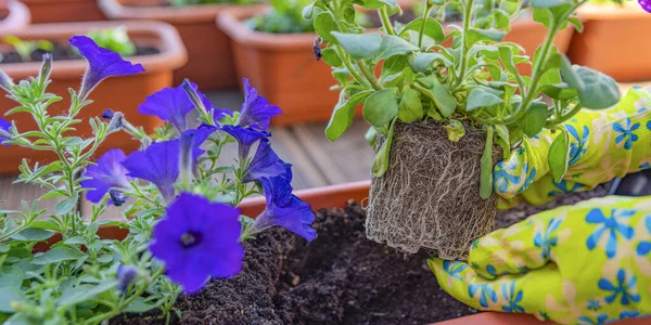 Transplantar flores em vasos. As mãos femininas transplantam a planta para um vaso novo. Flores da loja nas mãos do jardineiro — Fotografia de Stock