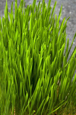 Buğday çimi. Plastik bir kabın içinde filizlenmiş buğday taneleri. İnsan tüketimi için buğday çimi. Diyet konsepti, vejetaryenlik ve vejetaryenlik pankartı. Sağlıklı yaşam tarzı