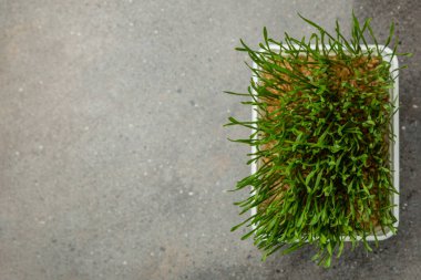 Buğday çimi. Plastik bir kabın içinde filizlenmiş buğday taneleri. İnsan tüketimi için buğday çimi. Diyet konsepti, vejetaryenlik ve vejetaryenlik pankartı. Sağlıklı yaşam tarzı