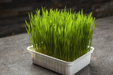 Buğday çimi. Plastik bir kabın içinde filizlenmiş buğday taneleri. İnsan tüketimi için buğday çimi. Diyet konsepti, vejetaryenlik ve vejetaryenlik pankartı. Sağlıklı yaşam tarzı