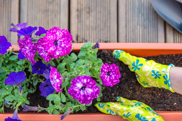 Mãos femininas plantando uma flor roxa em um vaso de flores. O jardineiro transplanta a planta. Conceito de jardinagem e floricultura — Fotografia de Stock