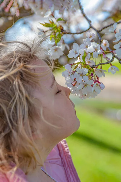 Flores de cerezo. La chica disfruta del aroma de las flores de cerezo japonesas. Flor de cerezo en Japón en primavera. — Foto de Stock
