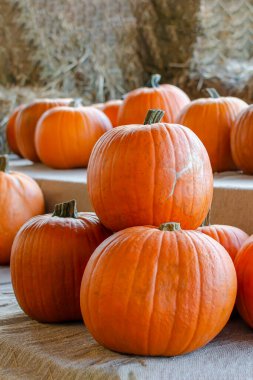 Cadılar Bayramı balkabağı. Balkabağı samanların arka planında kırsal bir tarzda. Cadılar Bayramı için arka plan. Metin için yer