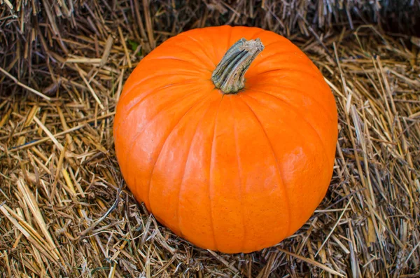 Halloween-Kürbis. Kürbis auf einem Hintergrund aus Heu im rustikalen Stil. Hintergrund für Halloween. Platz für Text — Stockfoto