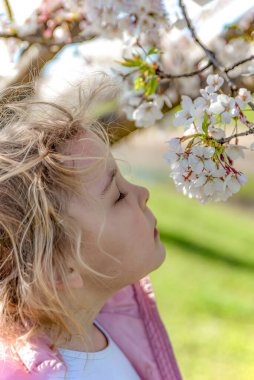 Sakura çiçekleri. Kız, Japon kiraz çiçeklerinin kokusundan hoşlanıyor. Sakura baharda Japonya 'da çiçek açar..