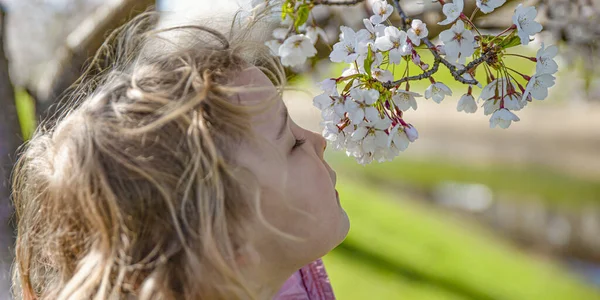 Flores de cerezo. La chica disfruta del aroma de las flores de cerezo japonesas. Flor de cerezo en Japón en primavera. — Foto de Stock