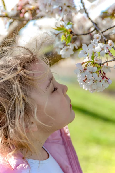 Sakura florece. La chica disfruta del aroma de las flores de cerezo japonesas. Sakura florece en Japón en primavera. — Foto de Stock