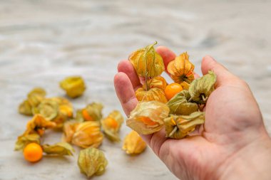 Physalis kontrol altında. Avucunun içinde tatlı sarı fisalis meyveleri var. Olgun bitki kökü meyveleri arka planda yatıyor. Metnin için yer