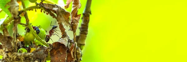 Ameisen fressen Blattläuse. Mehrere Ameisen jagen Blattläuse an den Blättern des Baumes. Panoramaaufnahme mit Platz zum Einfügen von Text oder Design. — Stockfoto