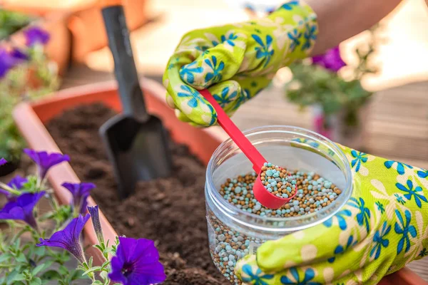 Fertilizante para flores. Close-up de uma mão de jardineiros em uma luva fertilizando flores na rua. O processo de plantação de flores em vasos no terraço — Fotografia de Stock