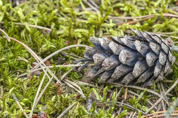Un cono de pino en el bosque, un cono seco se encuentra en el suelo sobre un fondo de musgo y agujas de pino —  Fotos de Stock