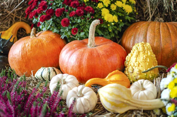 Halloweenpompoen. Pompoen op een achtergrond van hooi in een rustieke stijl. Achtergrond voor Halloween. Plaats voor tekst — Stockfoto