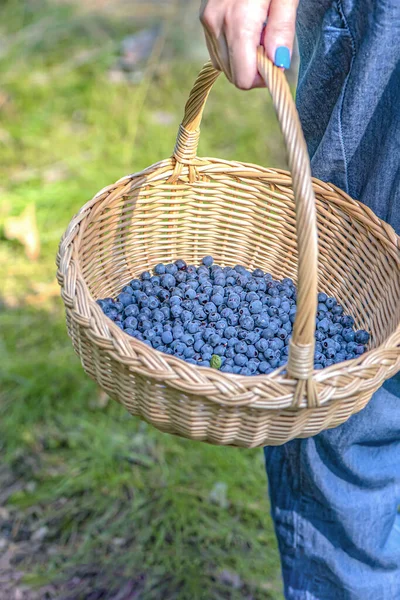 Období bobulí. Sbírejte borůvky v lese. Žena kráčí lesem s košíkem plným borůvek. Proces hledání a sběru borůvek — Stock fotografie