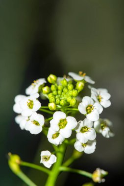 Yakın plan beyaz bir alyssum. Metin ve kopyalama alanı olan beyaz lobularyanın yakın plan görüntüsü