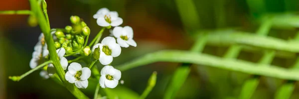 Close-up is a small white alyssum. Close-up of blooming white lobularia with place for text and copy space — Stock Photo, Image