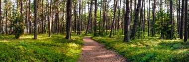 Ormandaki patika. Şafakta yaz ormanında yol. Baskı için doğa manzarası. Uzağa uzanan yeşil bir ormanda bir patika.