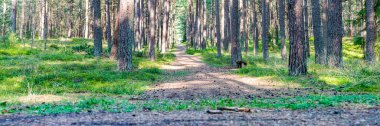 Ormandaki patika. Şafakta yaz ormanında yol. Baskı için doğa manzarası. Uzağa uzanan yeşil bir ormanda bir patika.