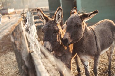 Sıcak ve güneşli bir günde, çitin arkasındaki çitin arkasında iki eşek.